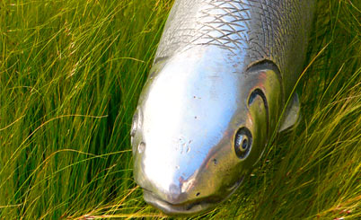 手机号在线轰炸